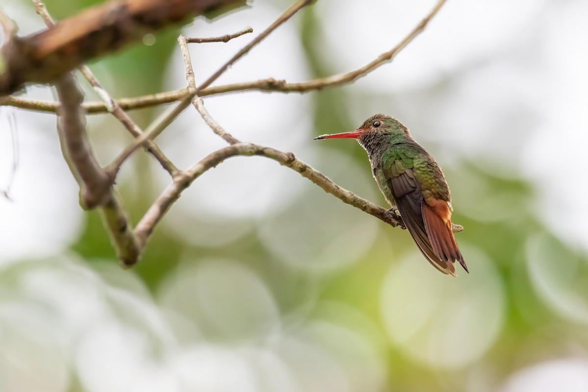 Rufous-tailed Hummingbird - ML627744974