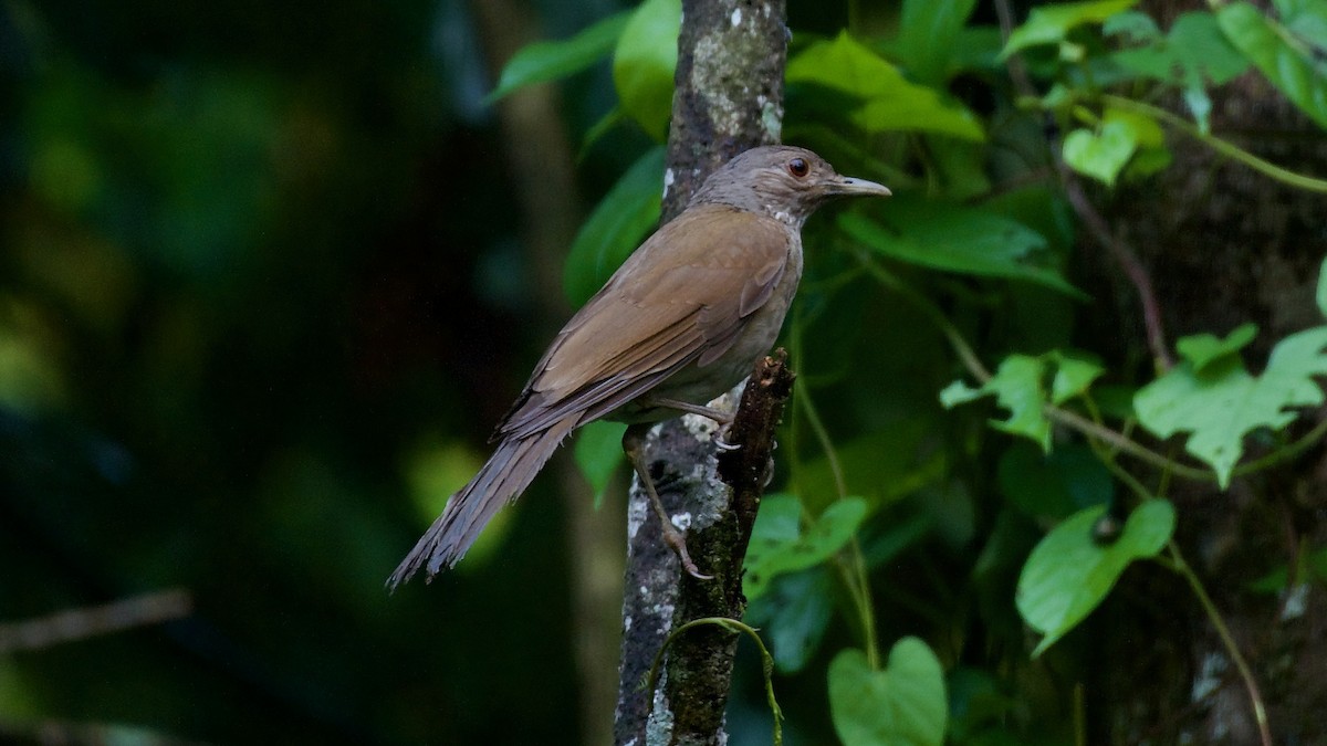 Pale-breasted Thrush - ML627745160