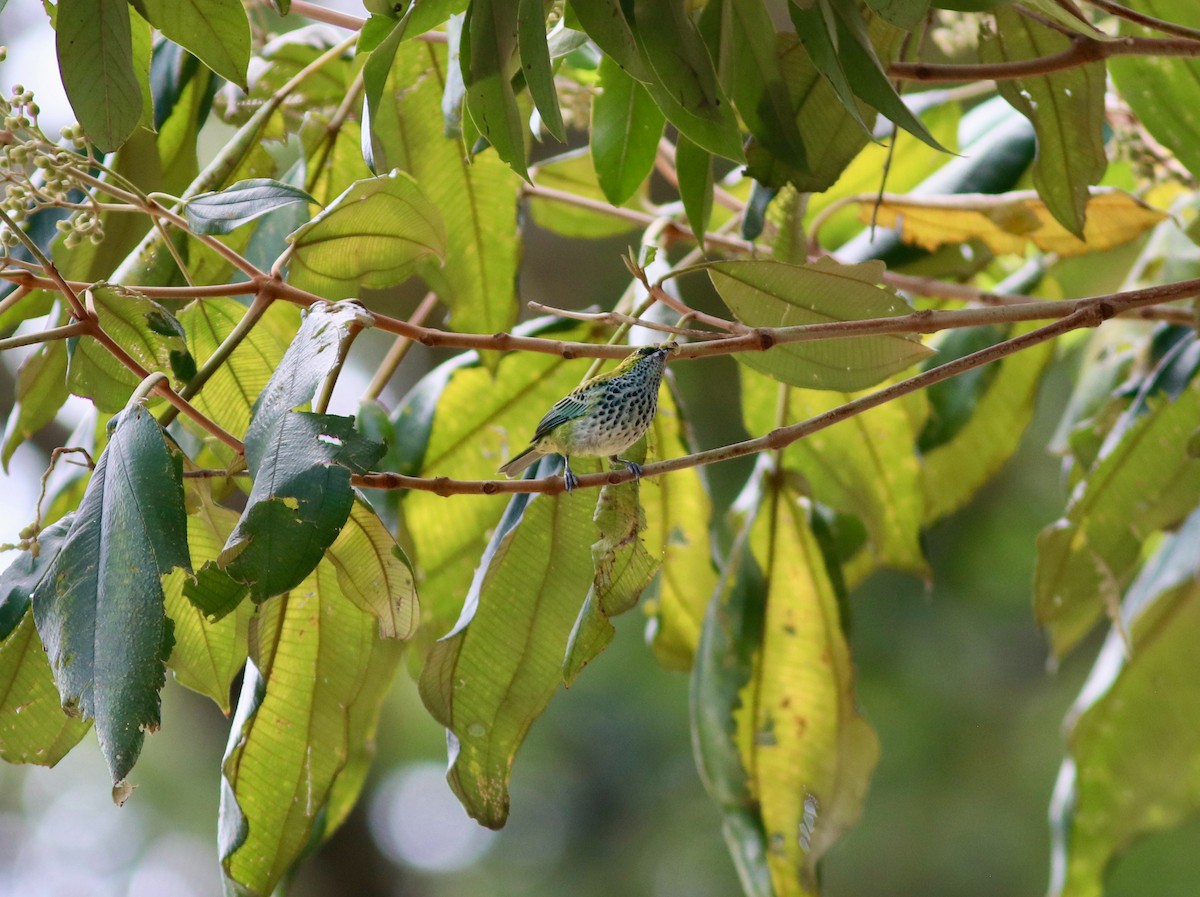 Speckled Tanager - ML627745189
