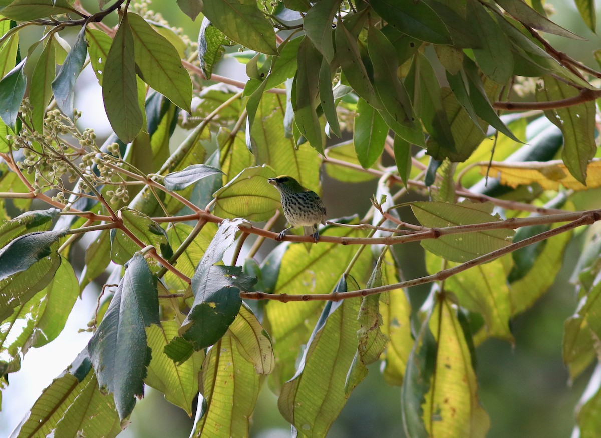 Speckled Tanager - ML627745190