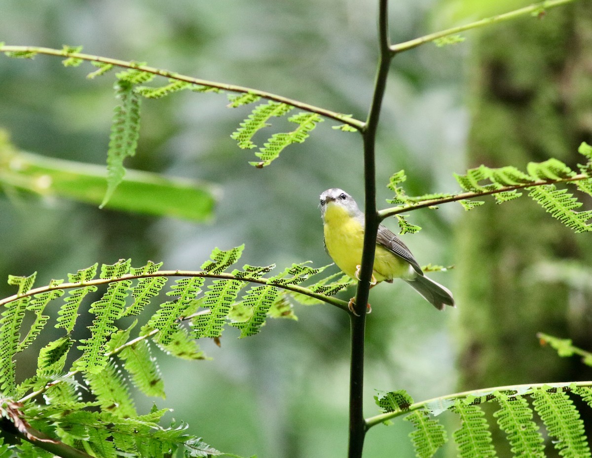 Golden-crowned Warbler - ML627745256