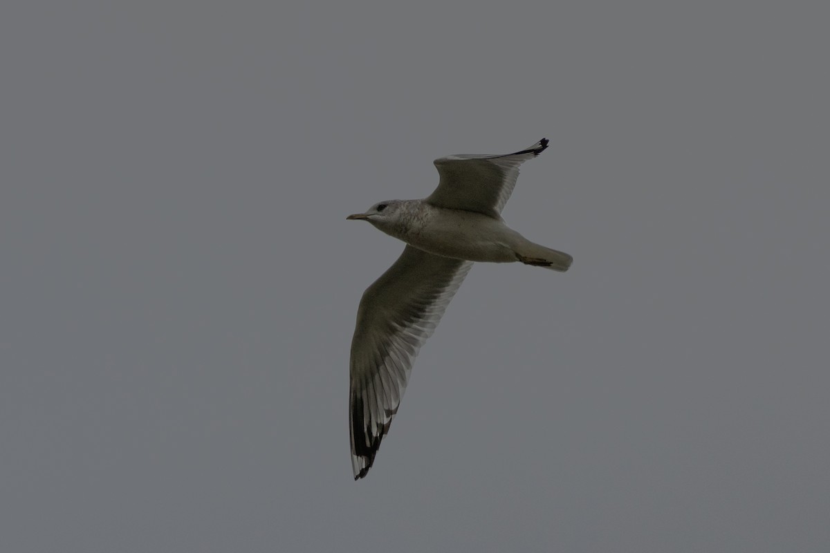 Short-billed Gull - ML627745289