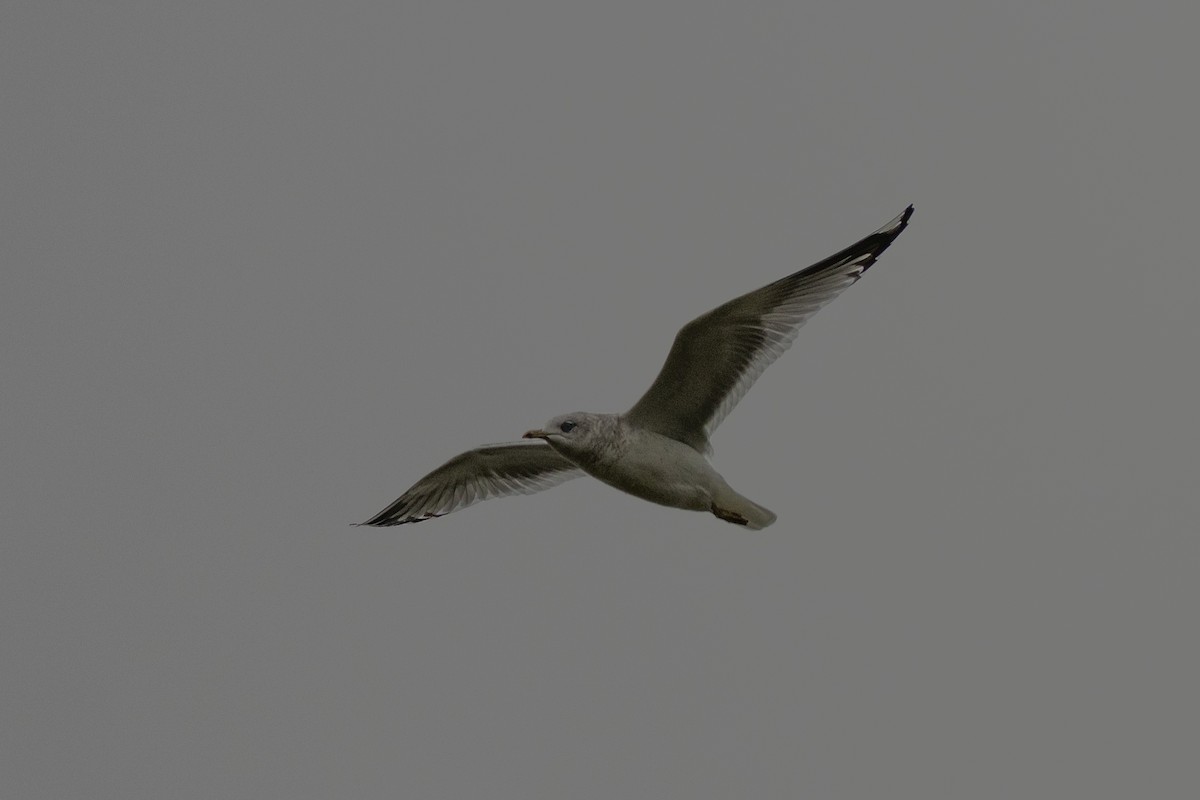 Short-billed Gull - ML627745290