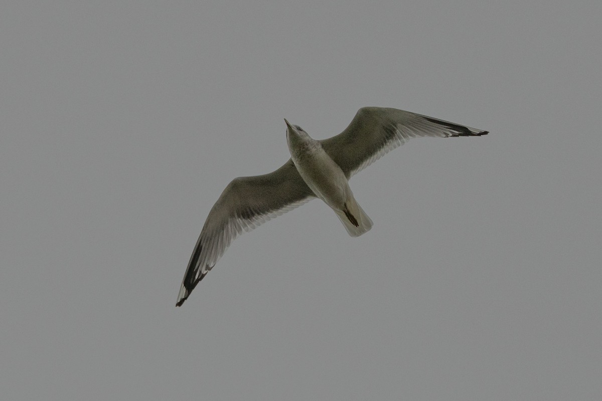 Short-billed Gull - ML627745291