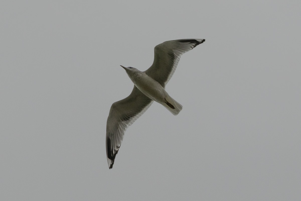 Short-billed Gull - ML627745292