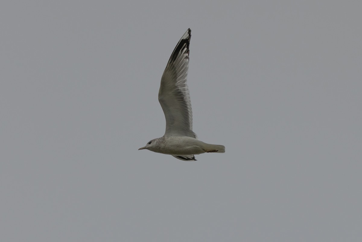 Short-billed Gull - ML627745293