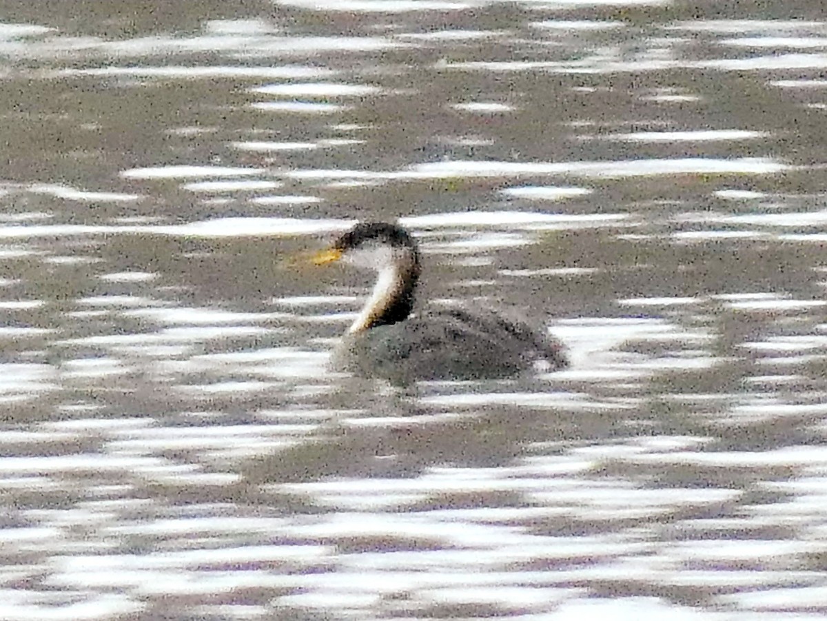 Red-necked Grebe - ML627745343