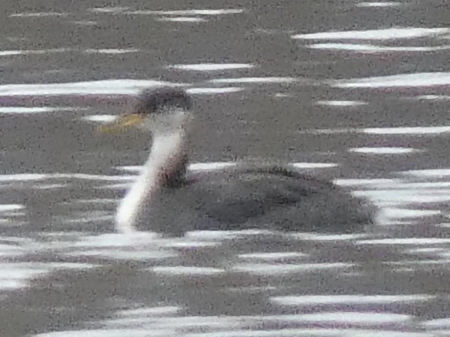 Red-necked Grebe - ML627745357