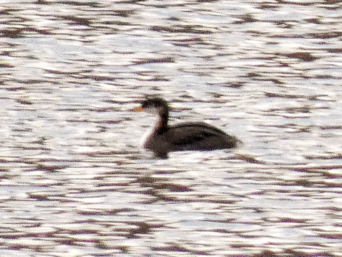 Red-necked Grebe - ML627745363