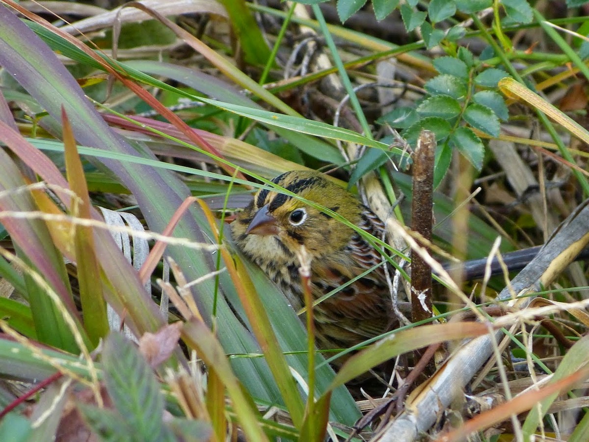 Henslow's Sparrow - ML627745366