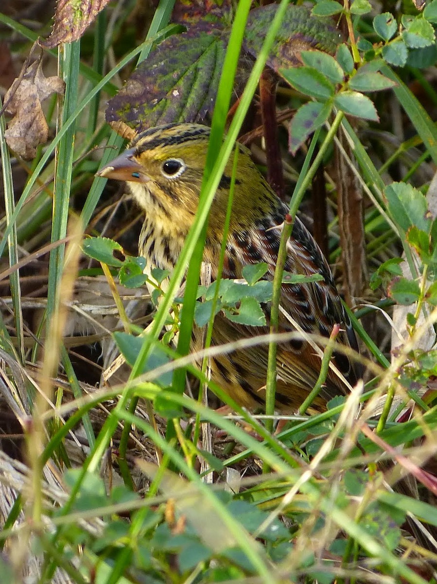 Henslow's Sparrow - ML627745367