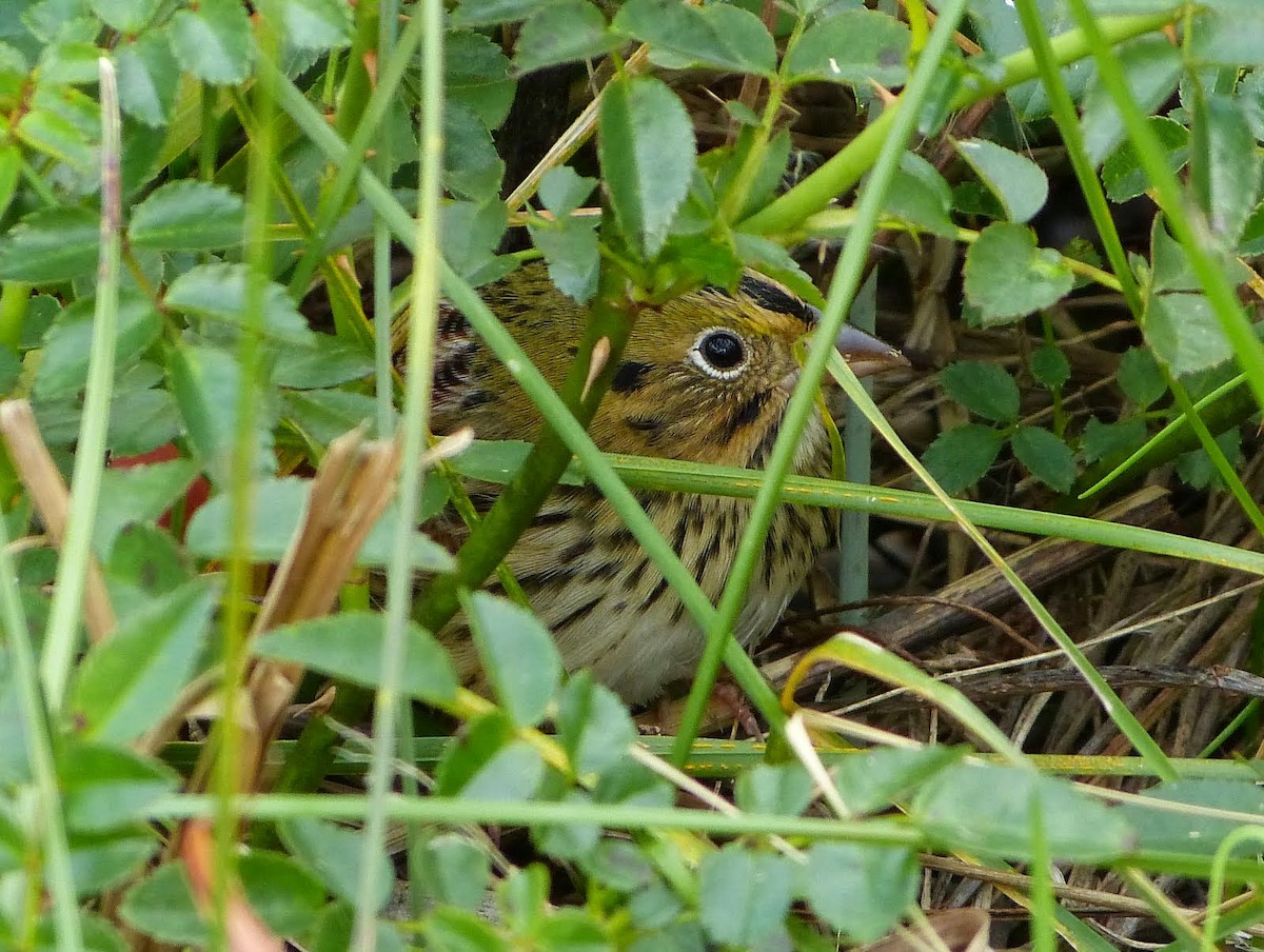 Henslow's Sparrow - ML627745368