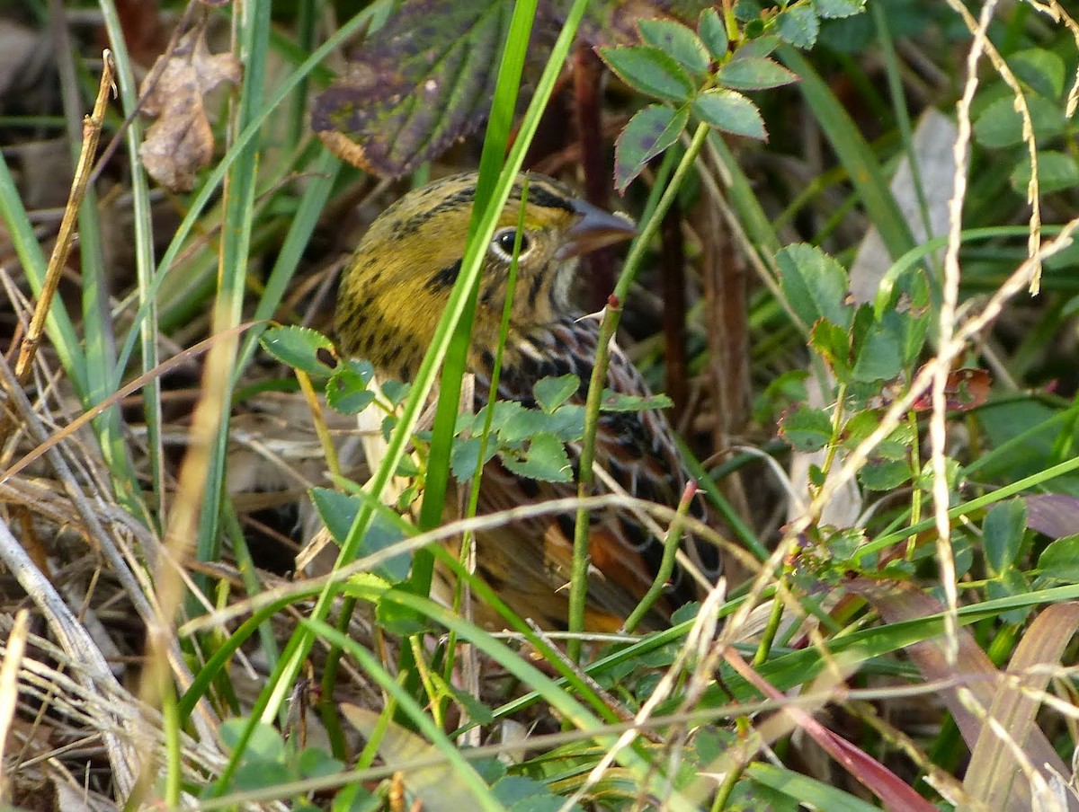 Henslow's Sparrow - ML627745369