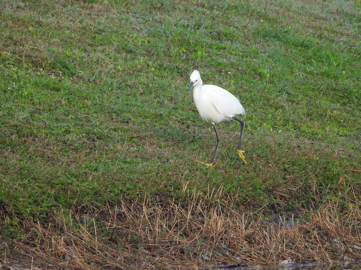 Snowy Egret - ML627745376