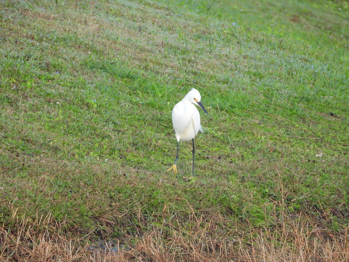 Snowy Egret - ML627745377