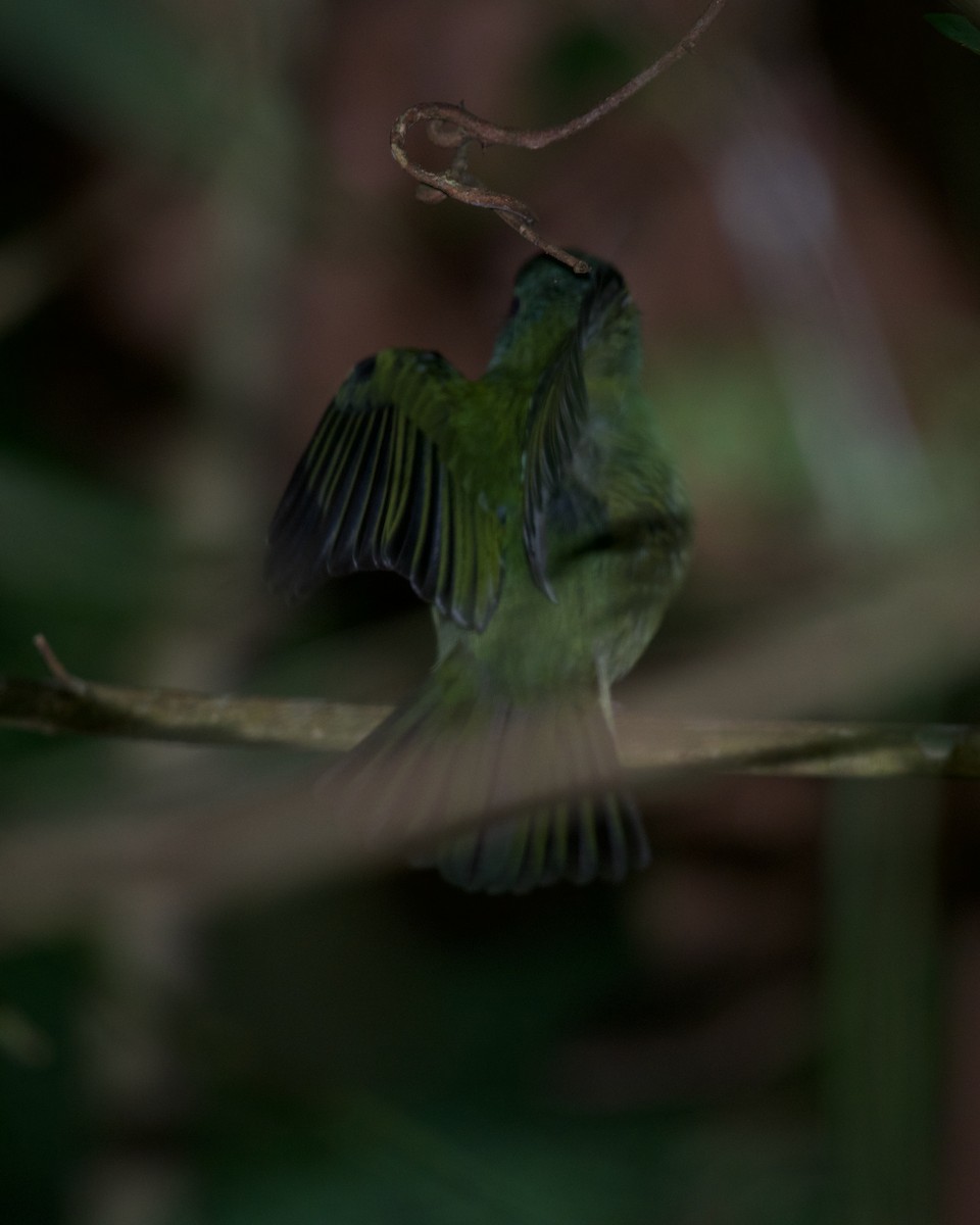 Green Manakin - ML627745390