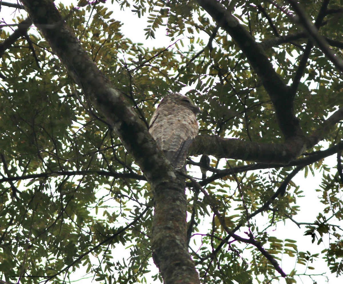 potu velký - ML627745402