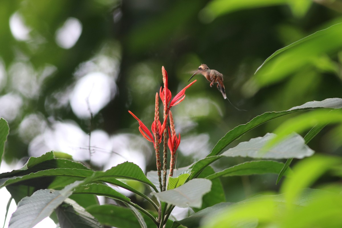 kolibřík šedobradý - ML627745442