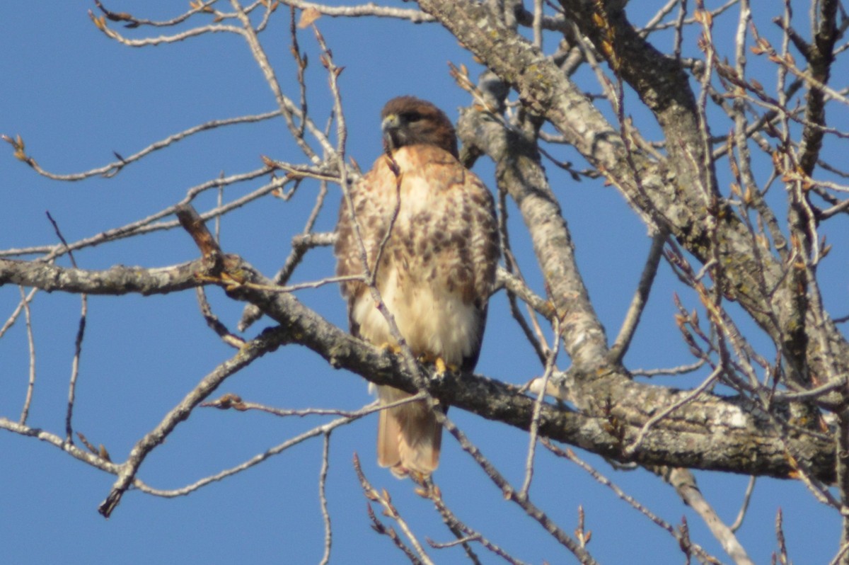 Red-tailed Hawk - ML627745446