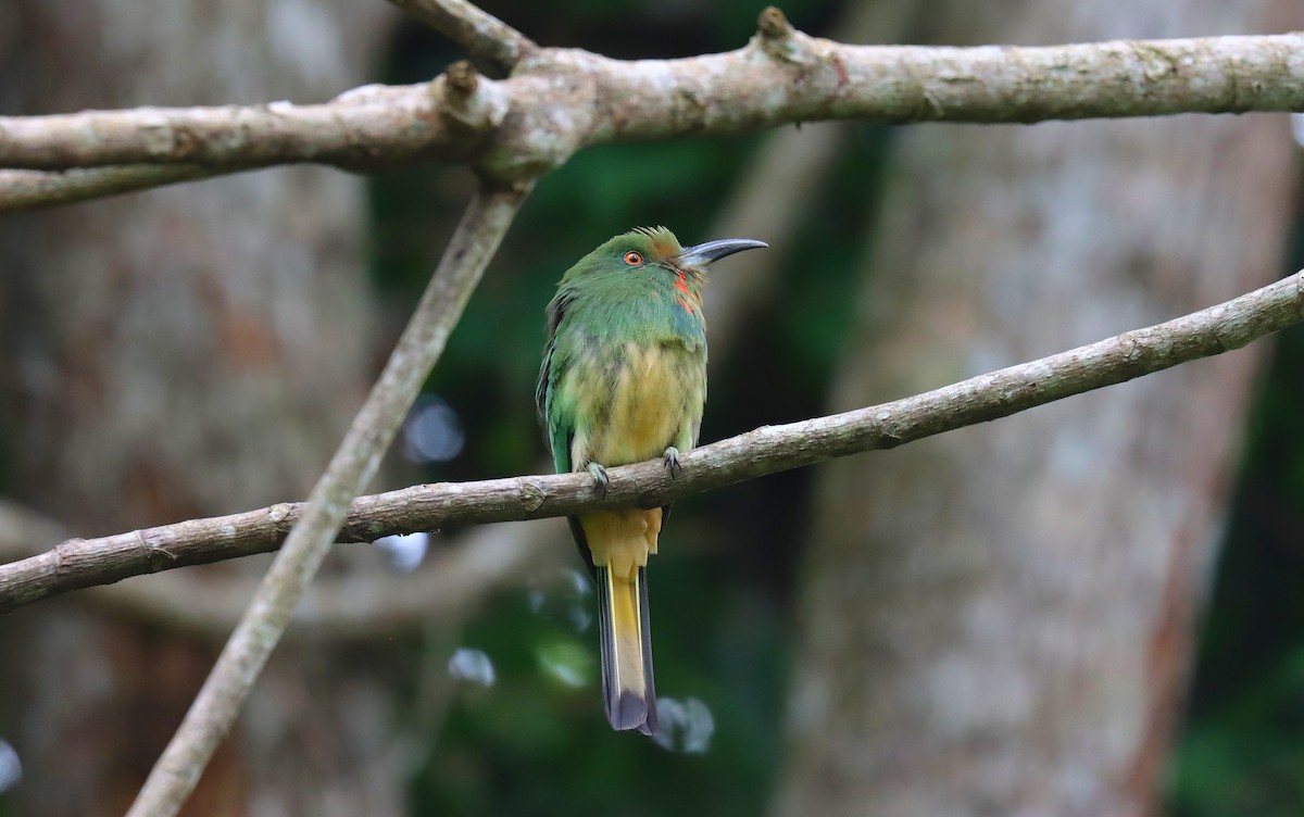 Red-bearded Bee-eater - ML627745474