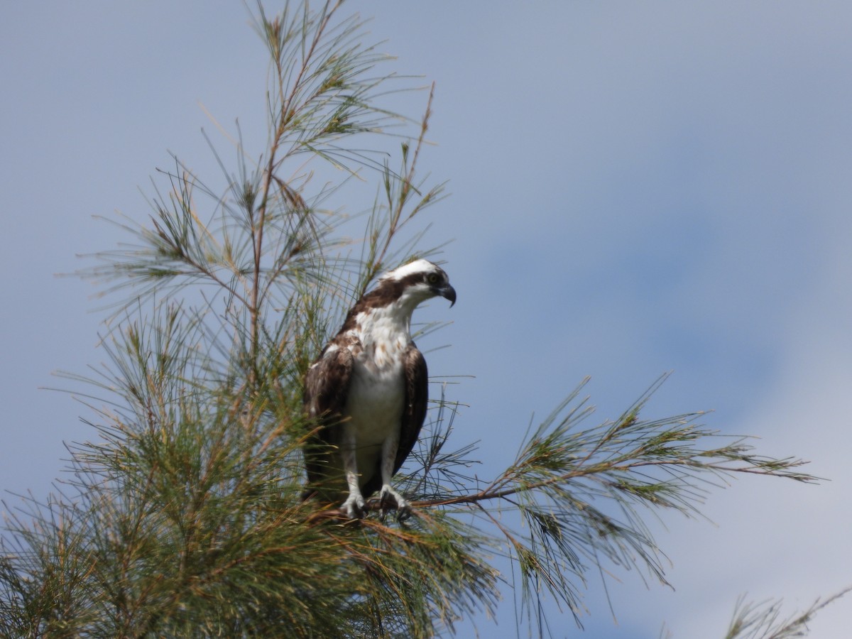 Osprey - ML627745494