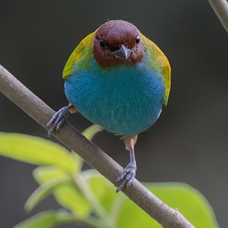 Bay-headed Tanager - ML627745517