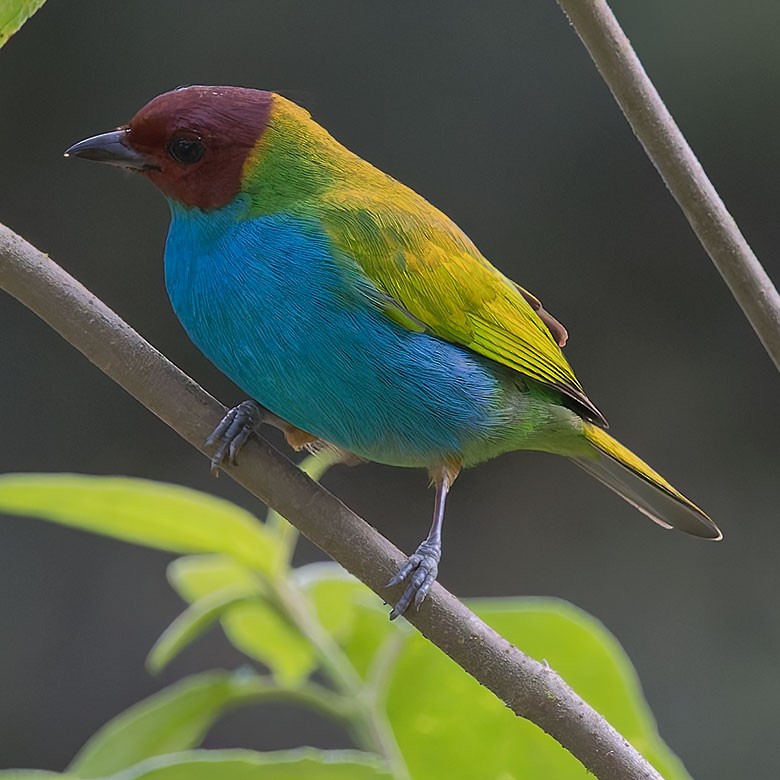 Bay-headed Tanager - ML627745518