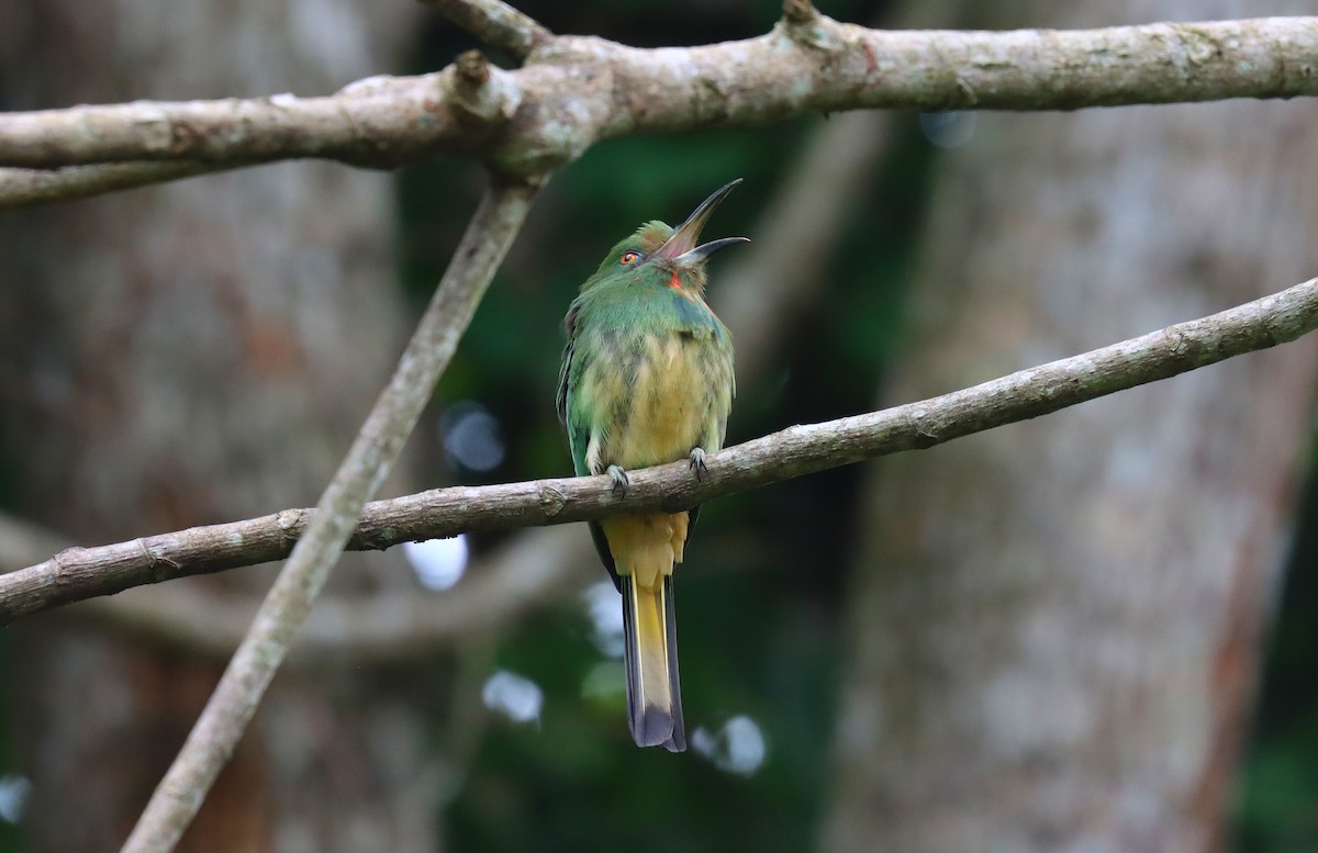 Red-bearded Bee-eater - ML627745526