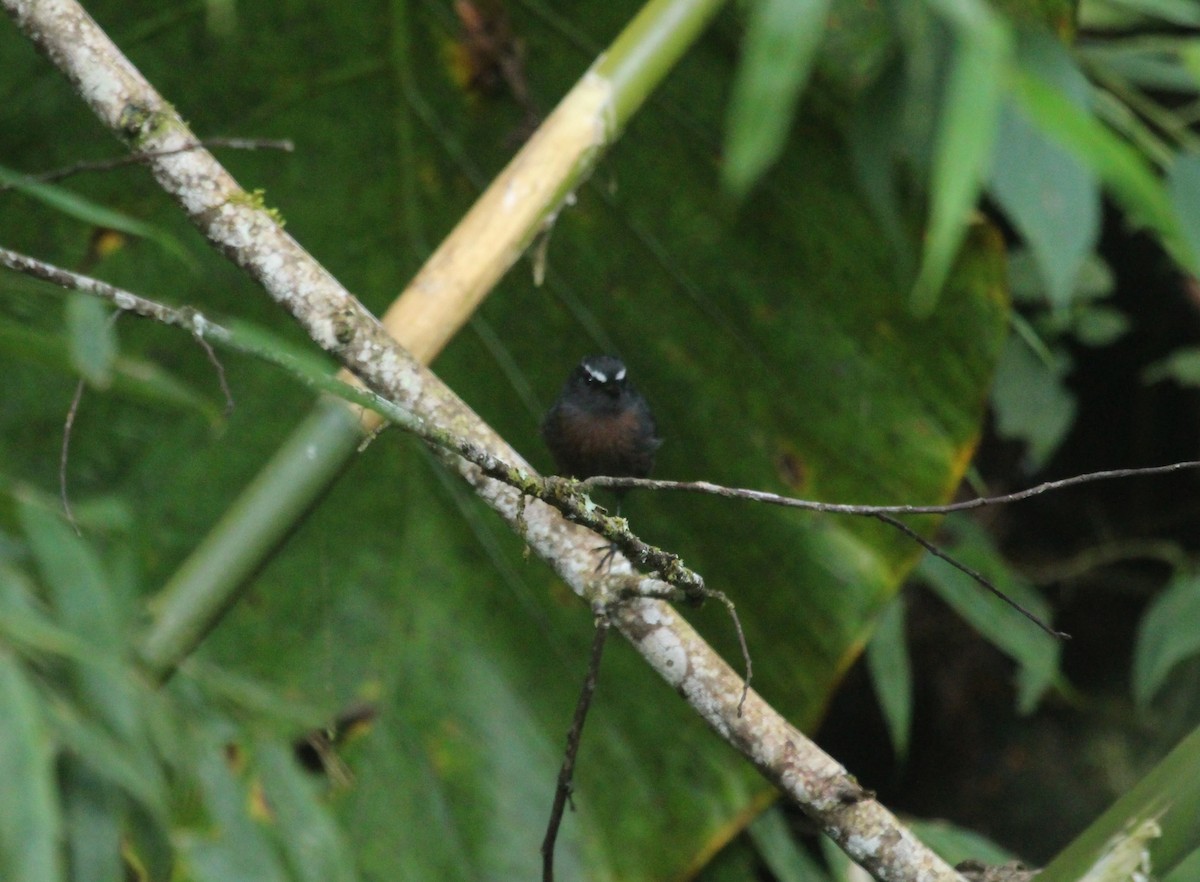 Maroon-belted Chat-Tyrant - ML627745556