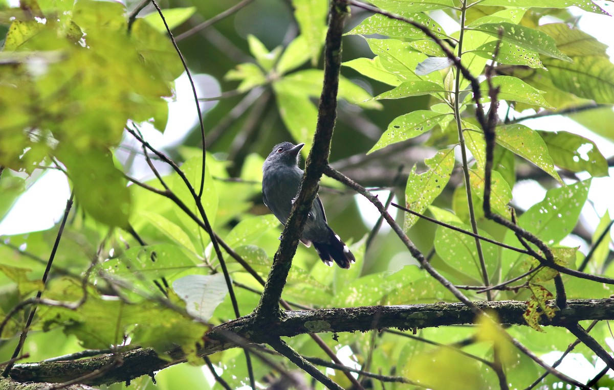 Northern Slaty-Antshrike - ML627745578