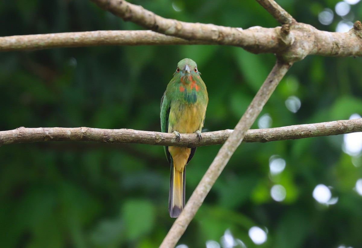 Red-bearded Bee-eater - ML627745590