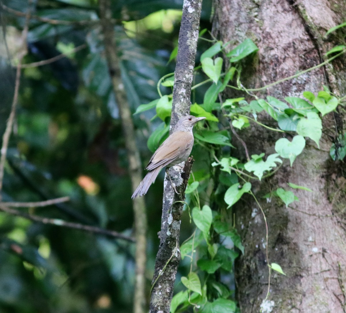 Pale-breasted Thrush - ML627745627