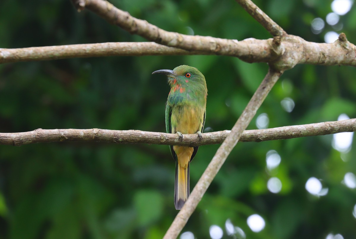 Red-bearded Bee-eater - ML627745668