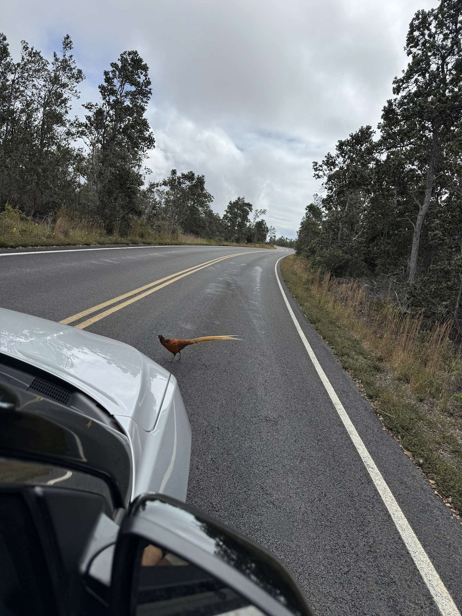 Faisán (Phasianidae) sp. - ML627745695