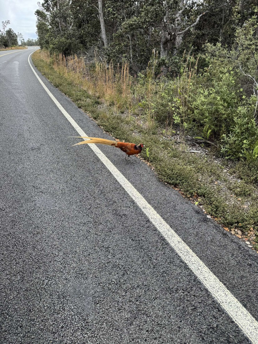 Faisán (Phasianidae) sp. - ML627745696