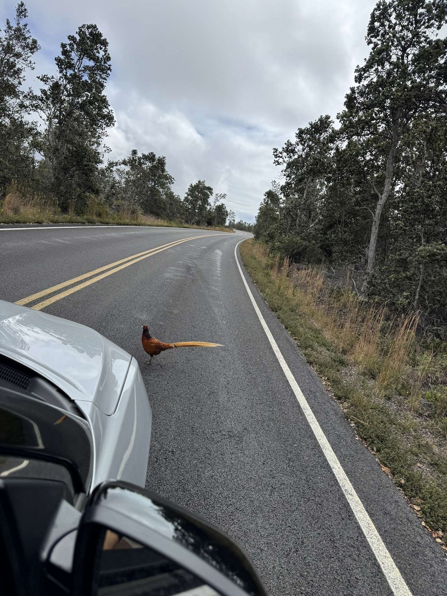 Faisán (Phasianidae) sp. - ML627745697
