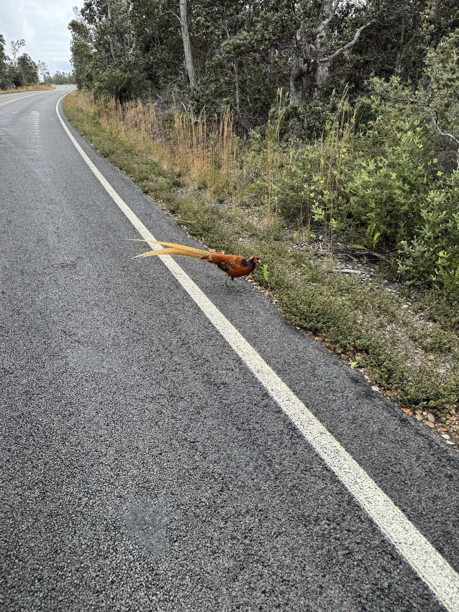 Faisán (Phasianidae) sp. - ML627745698