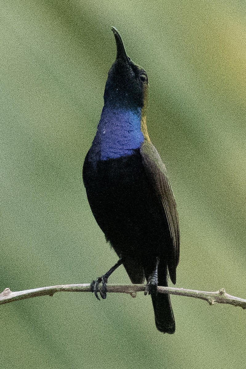 South Moluccan Sunbird - ML627745784