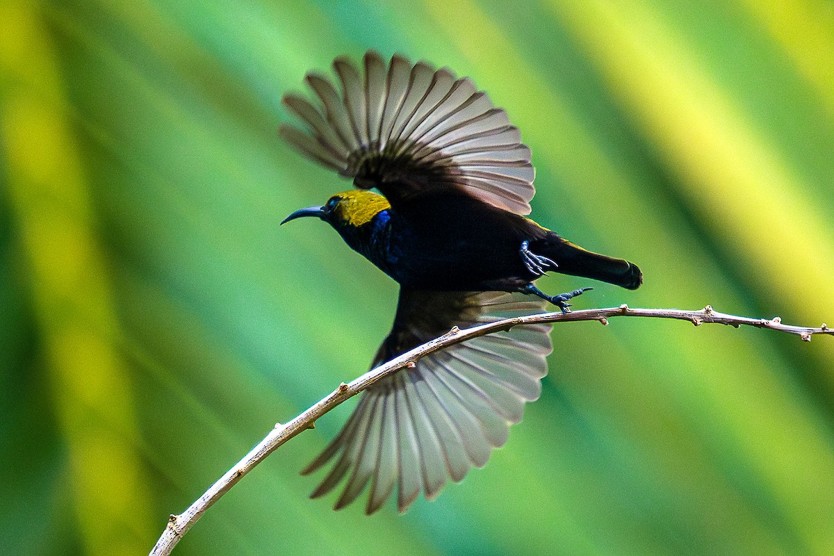 South Moluccan Sunbird - ML627745785