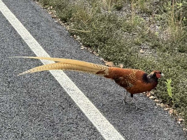Faisán (Phasianidae) sp. - ML627745792