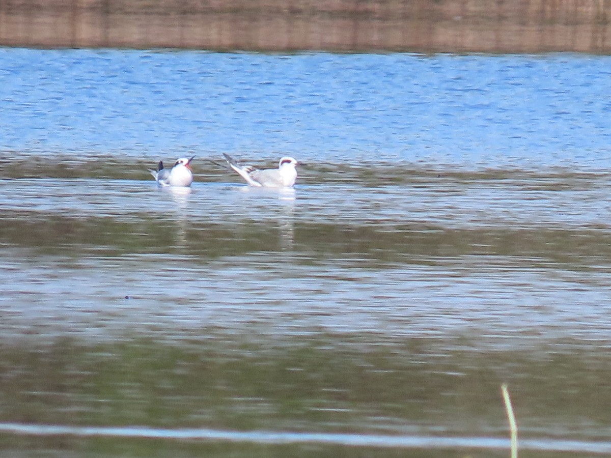 Forster's Tern - ML627745793