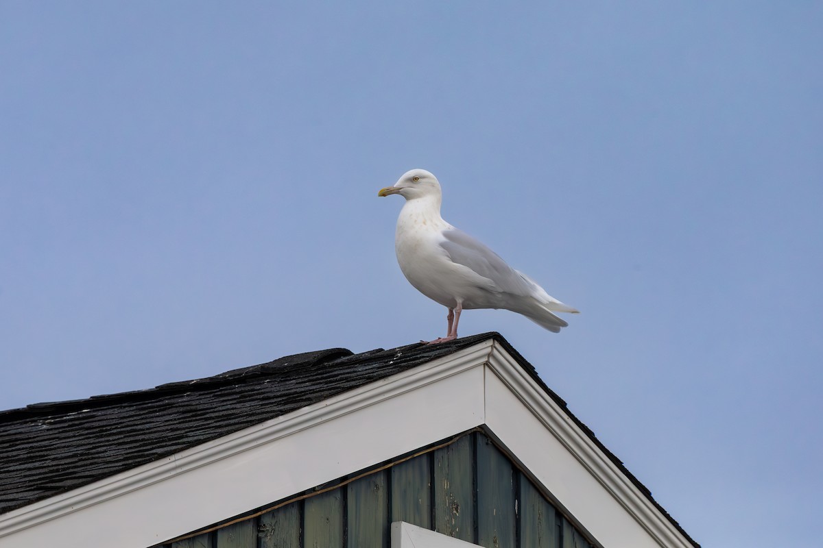 Glaucous Gull - ML627745795