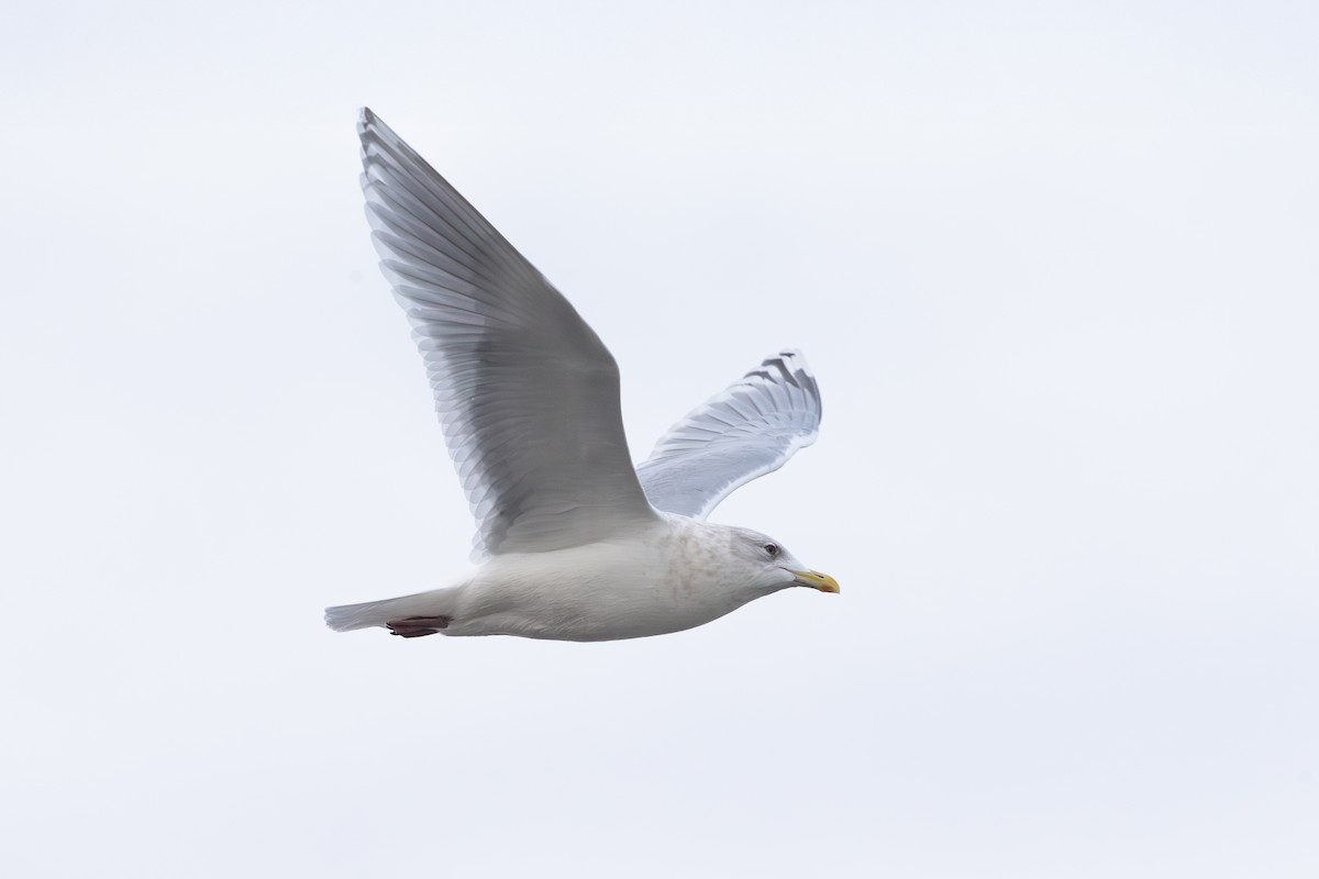 Iceland Gull (kumlieni) - ML627745799