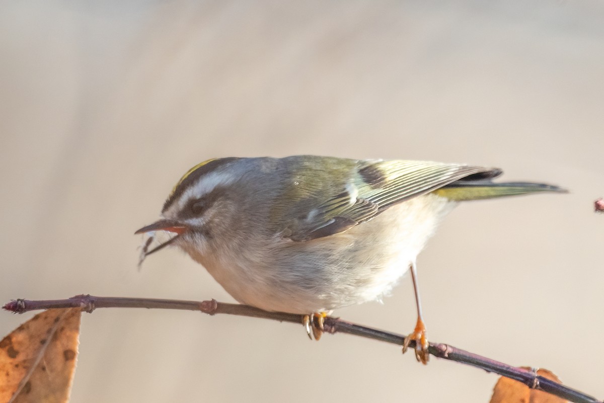 Golden-crowned Kinglet - ML627745857