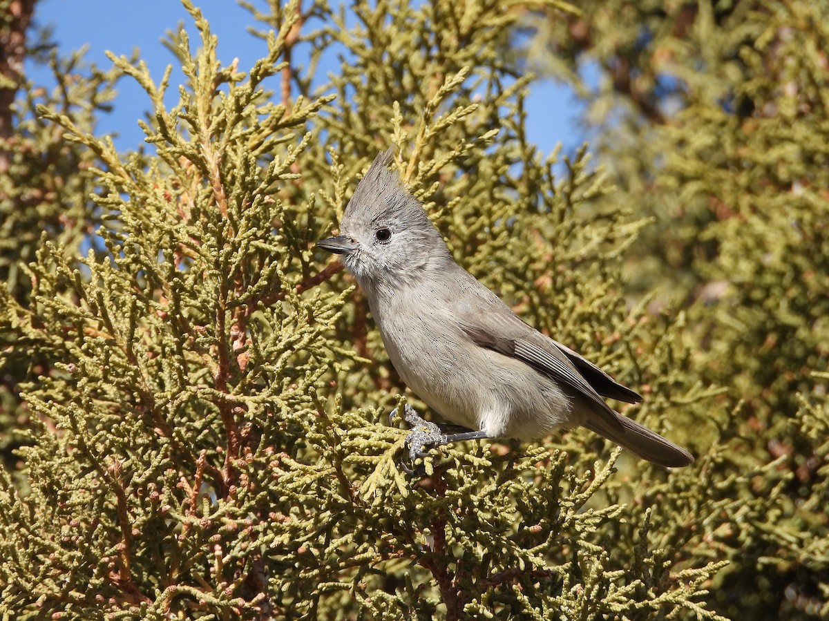 Ardıç Baştankarası - ML627745862