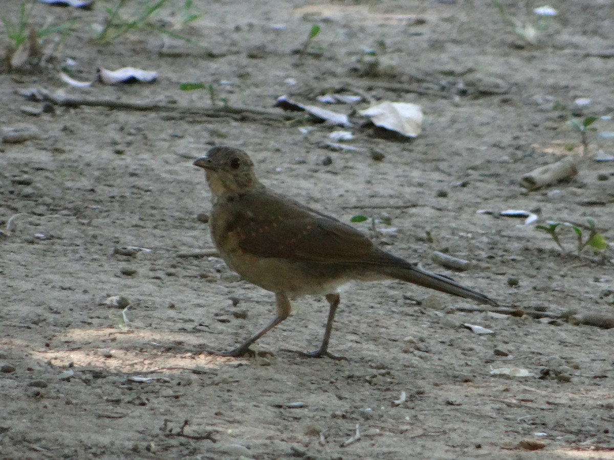 Pale-breasted Thrush - ML627745882