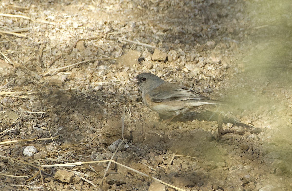 Dark-eyed Junco (Pink-sided) - ML627745889