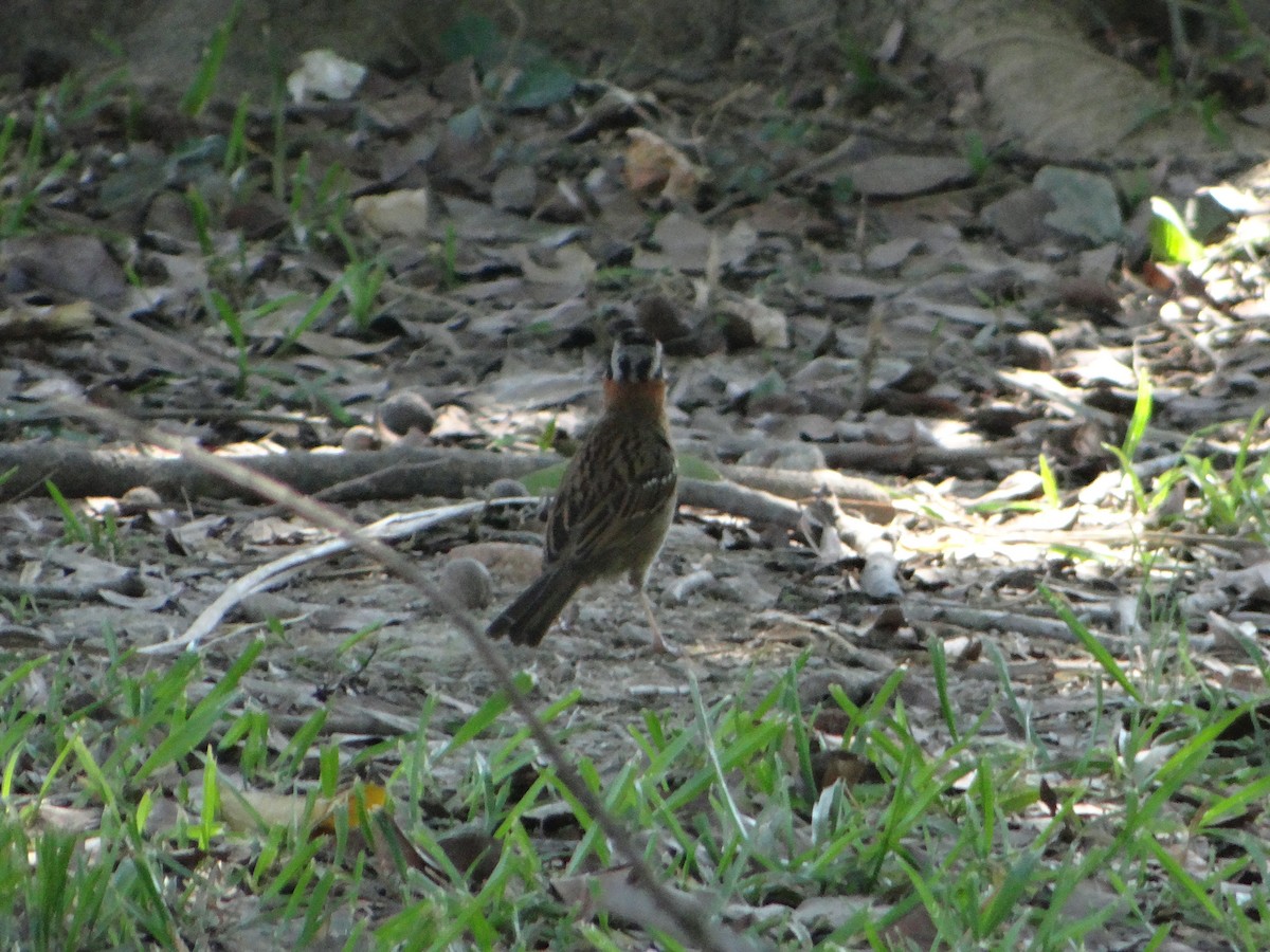 Rufous-collared Sparrow - ML627745921