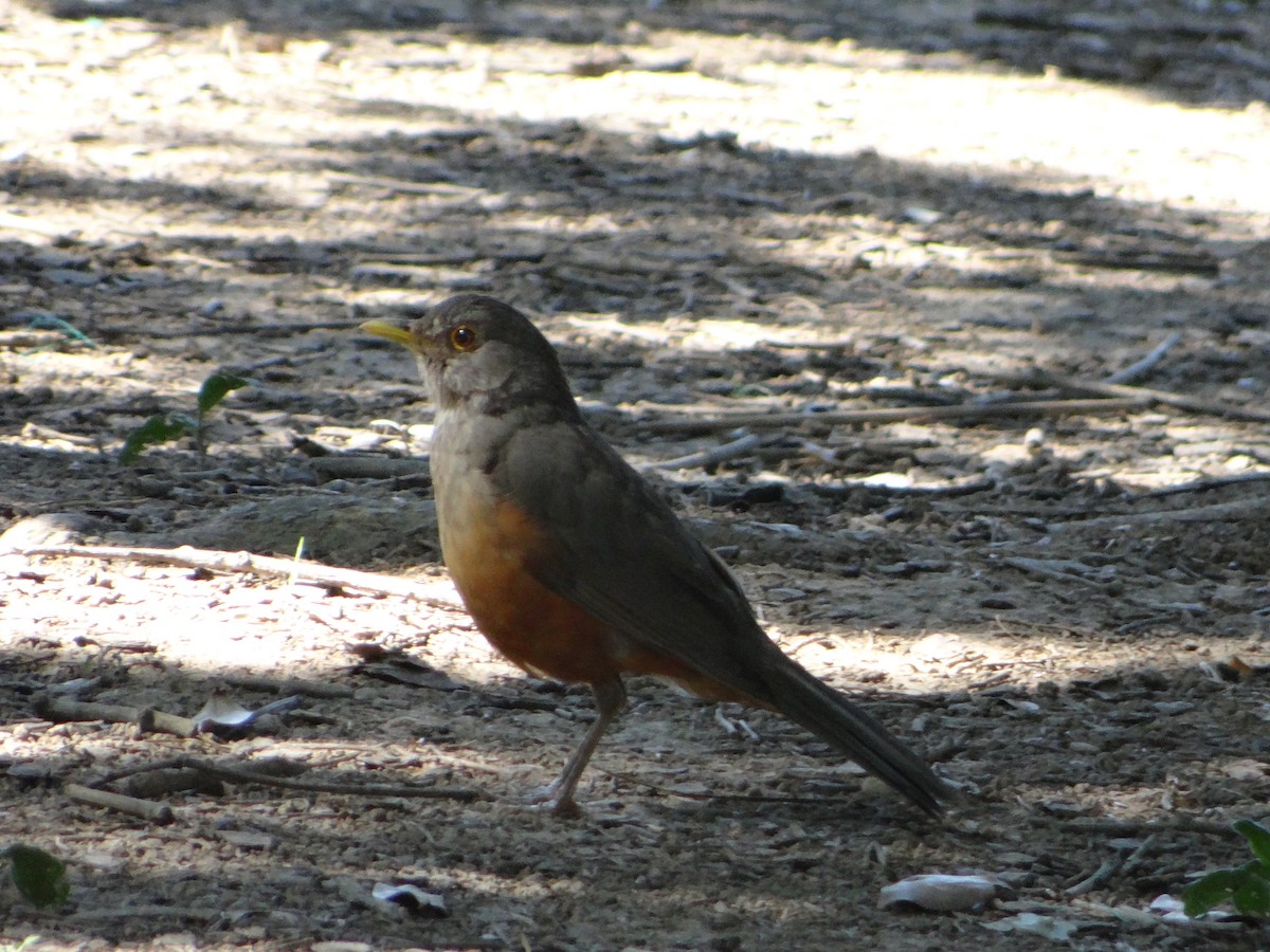 Rufous-bellied Thrush - ML627745944