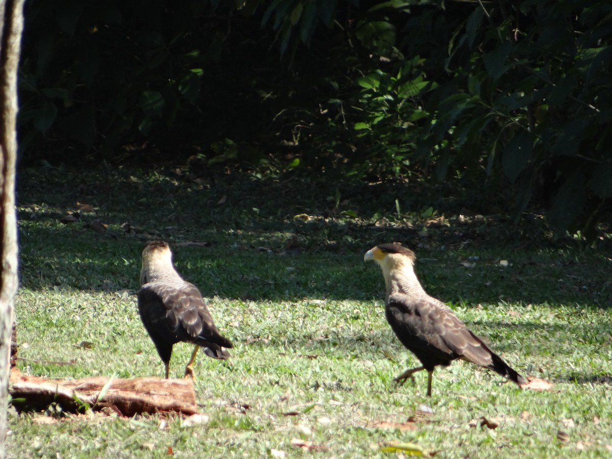 Crested Caracara - ML627745981